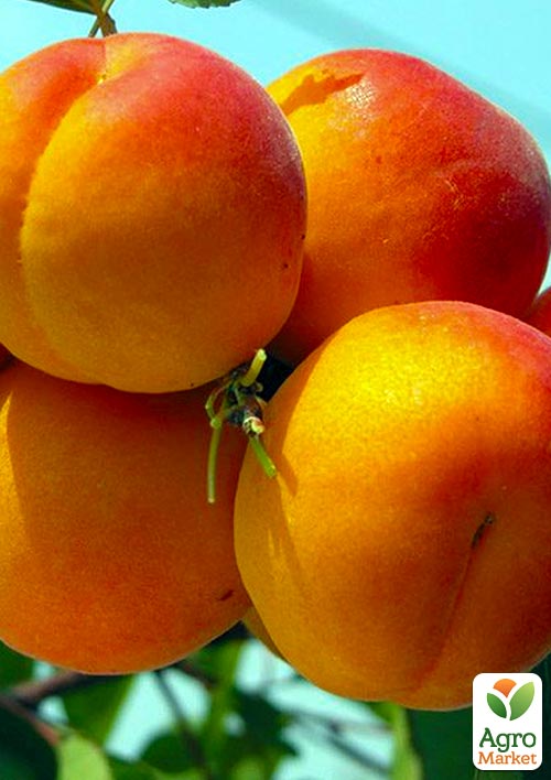 

Абрикос Красень Києва (літній сорт, пізній термін дозрівання)