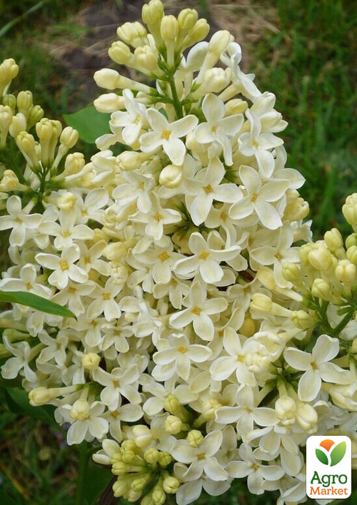 

Сирень инвитро Primrose вазон С2