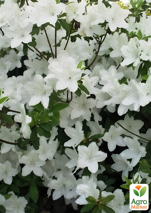 

Азалия Японская Geisha Weiss вазон Р9