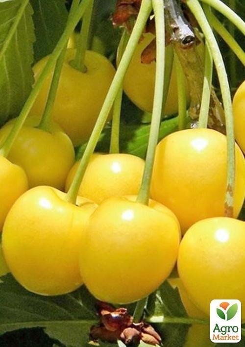 

Черешня жовта Визнання (середньостиглий термін дозрівання)