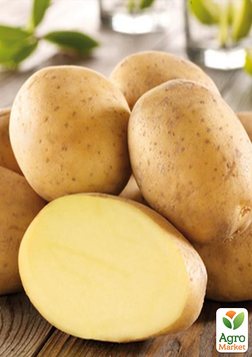 

Картопля Імпала насіннєва рання (1 репродукція) 1кг