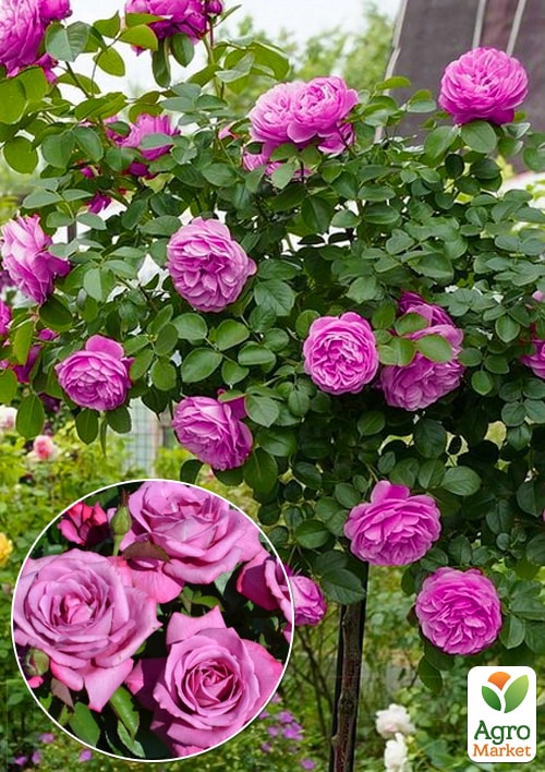 

Роза штамбовая Blue Wonder (саженец класса АА+) высший сорт