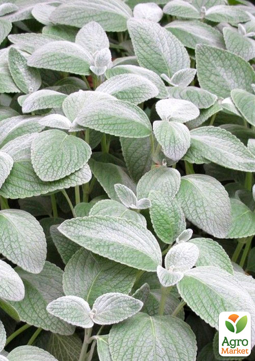М'ята Срібляста "Mint Silver" (Кореневище) 1 саджанець в упаковці