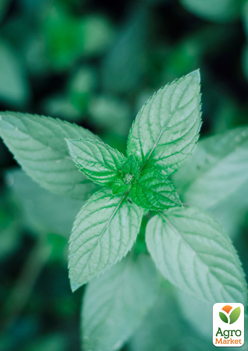М'ята Блакитна "Mint Blue" (Кореневище) 1 саджанець в упаковці