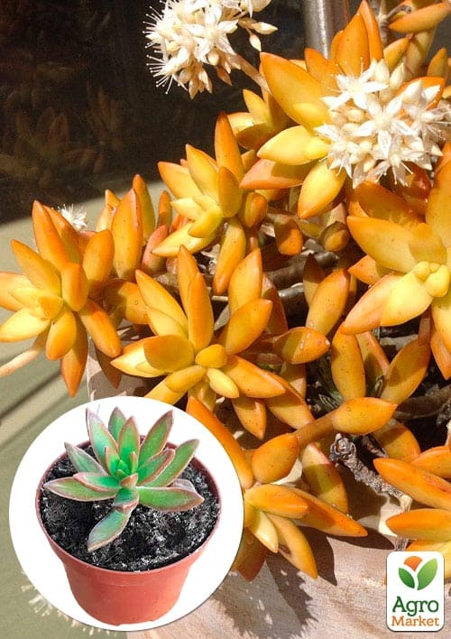 

Очиток Нуссбаумера (Sedum nussbaumerianum)
