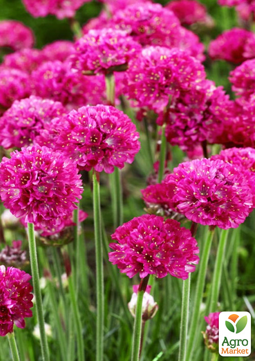 

Армерия малиновая Bees Ruby (вазон С1,5)