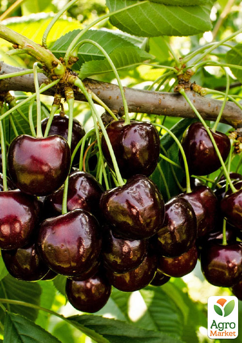 

Черешня Уголёк (летний сорт, средне-поздний срок созревания)