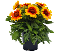 Гайлардия Гайлардия