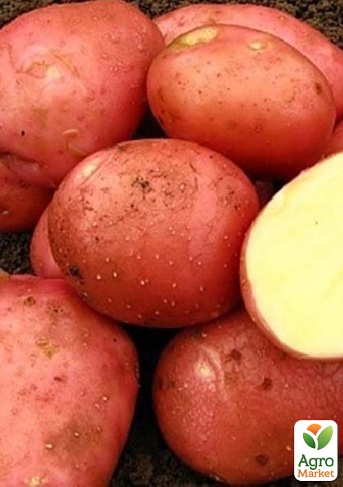 Картопля "Белла Росса" насіннєва ультрарання (1 репродукція) 10кг