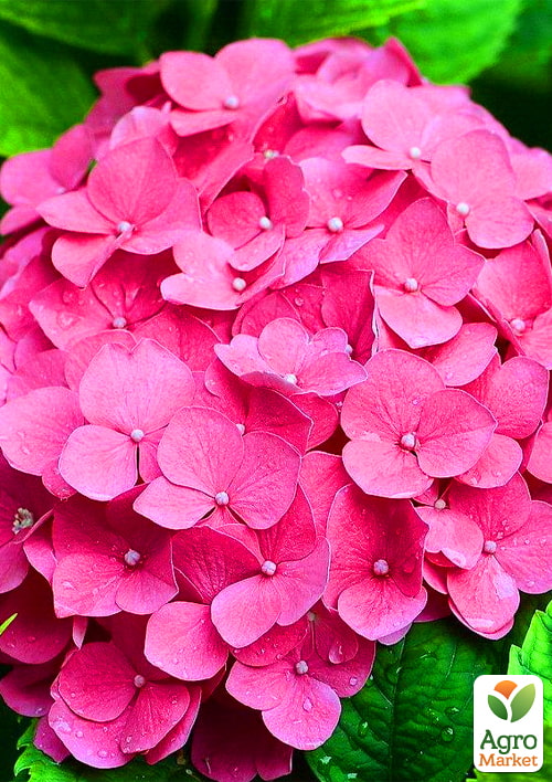 

Эксклюзив! Гортензия крупнолистная розовая Леди на миллион (Lady for a million) (красивоцветущий сорт)