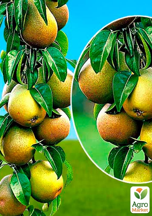 

Груша колоновидна Найт-Верт