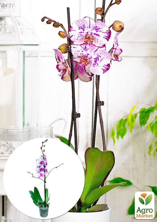 Орхидея (Phalaenopsis) "Magic Art" 1 саженец в упаковке (комнатный) Нидерланды