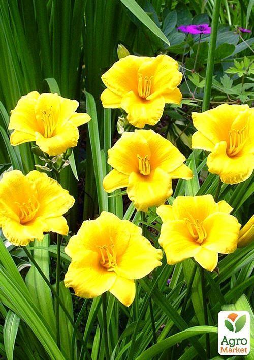 

Лилейник Stella de Oro 1шт в упаковке