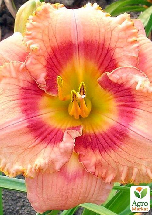 

Лилейник Wild Mustang 1шт в упаковке