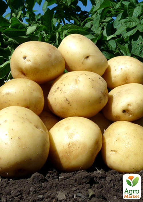 

Картофель Аризона семенной ранний (1 репродукция) 5кг