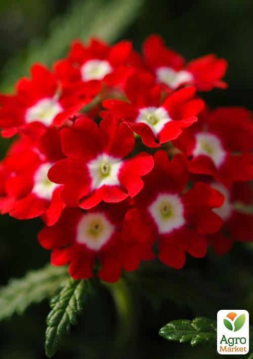 Вербена (Verbena hybrida) "Red White Eye"