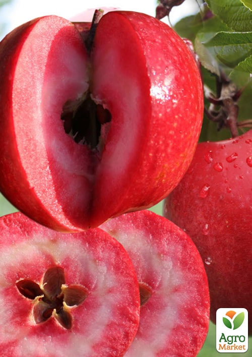 

Яблуня червоном'яса Ред Кетті (Red Katty) (літній сорт, середній термін дозрівання)