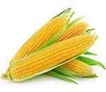 Голландские семена кукурузы