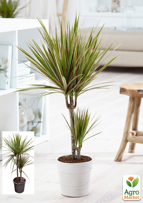 

LMTD Драцена Bicolor (двоярусна, висота 80-90см) вазон С5