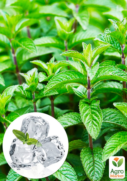 Мята Холодная (Английская) (Корневище) 1 саженец в упаковке