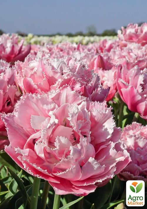 

Тюльпан Sugar Crystal