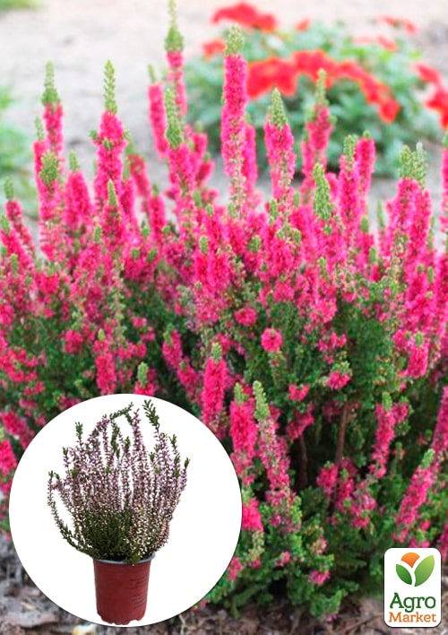 

Вереск обыкновенный Amethyst