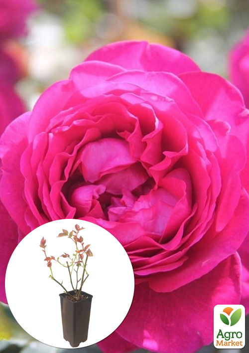 

Роза чайно-гибридная Goethe Rose в контейнере, высший сорт