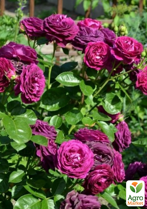 

Роза штамбовая Твайлайт Зоун (саженец класса АА+) высший сорт