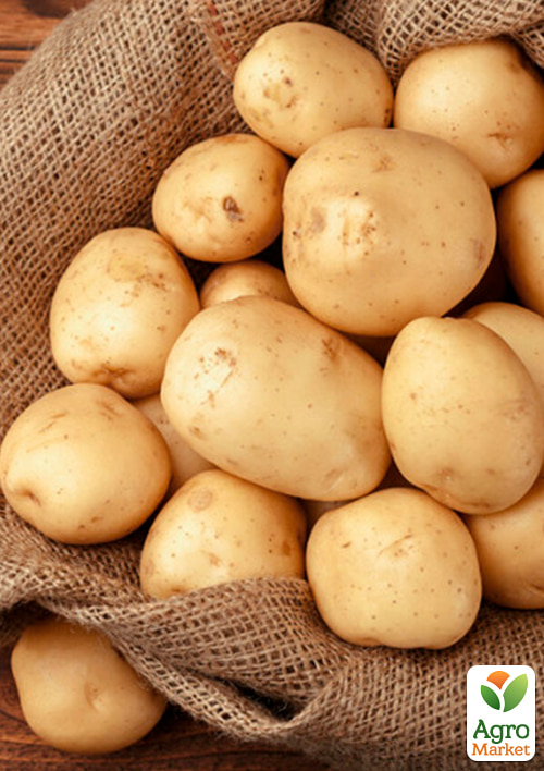 

Картопля Рів'єра насіннєва рання (1 репродукція) 5кг