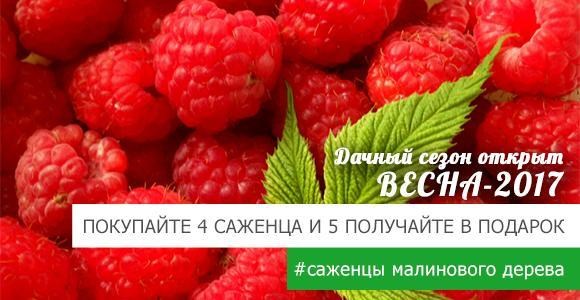 Покупайте 4 саженца малинового дерева и 5 получайте БЕСПЛАТНО Покупайте 4 саженца малинового дерева и 5 получайте БЕСПЛАТНО