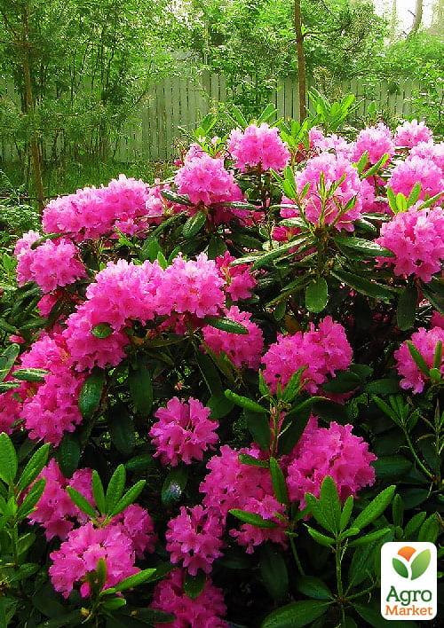 

рододендрон Haaga