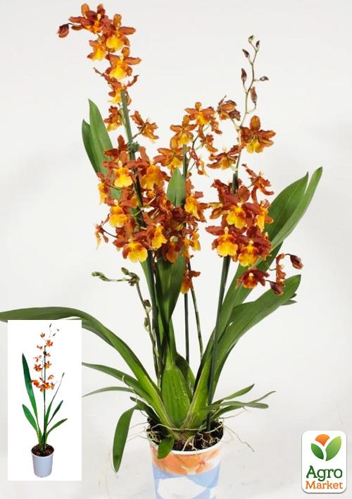 Орхидея Камбрия "Catatante Pacific Sun Spots" 1 саженец в упаковке (комнатный) Нидерланды