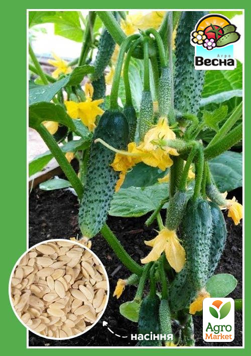 

Огірок Син полку F1 ТМ Весна 0.5г