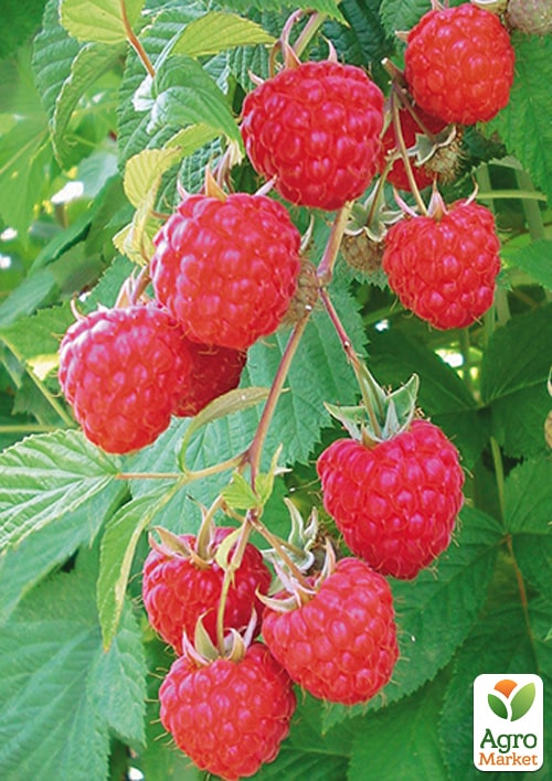 

Малина Глен Ампл укорінена в контейнері (безшипий сорт)