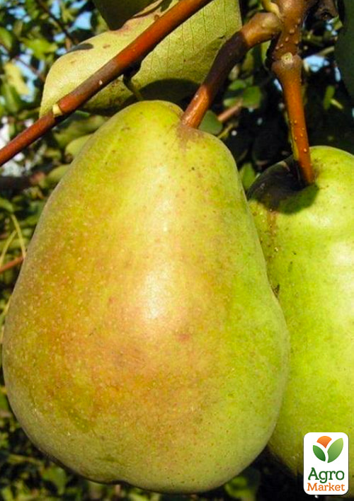 

Груша Бере люка (зимний сорт, поздний срок созревания)