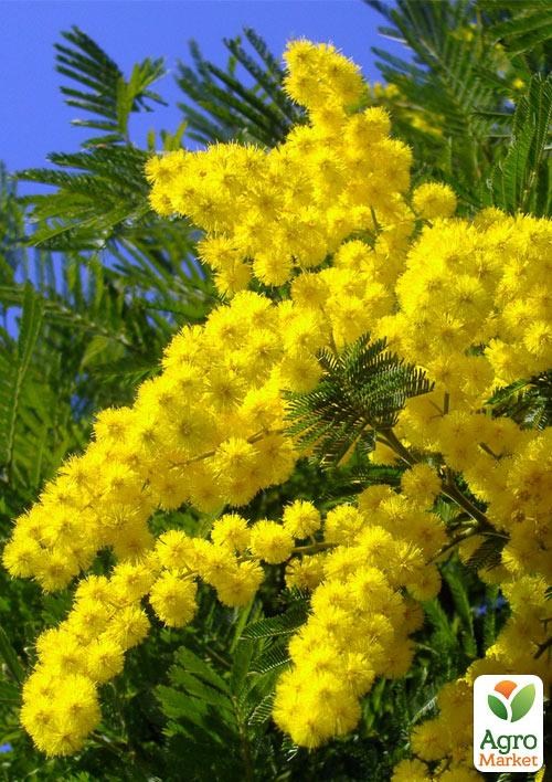 

Мимоза (Acacia Dealbata)