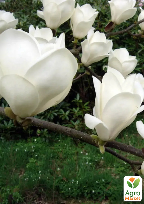 

Магнолия 2-х летняя гибридная Stellata Alba (высота 30-40см)