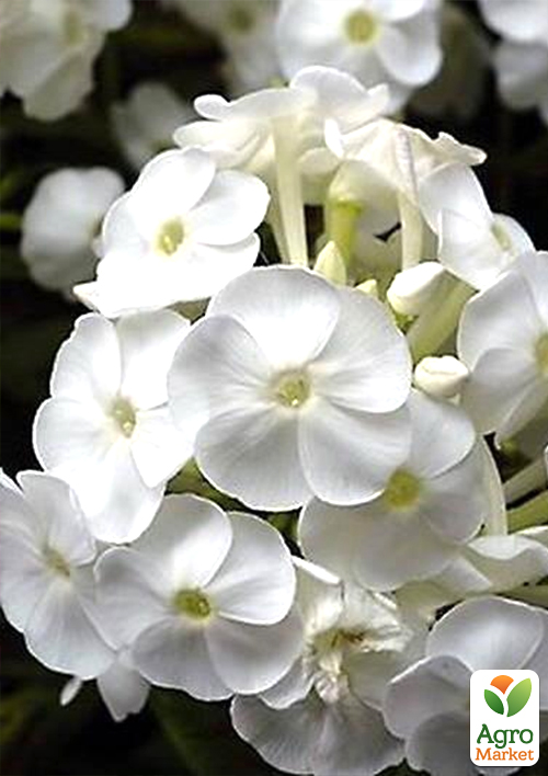 

Флокс багаторічний White Admiral 1шт в упаковці