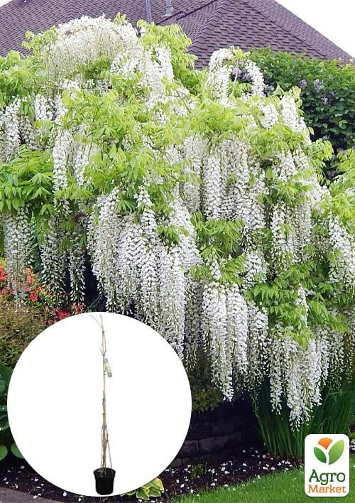 

LMTD Вистерия (глициния) Sinensis Alba 5-и летняя (высота 120-170см)