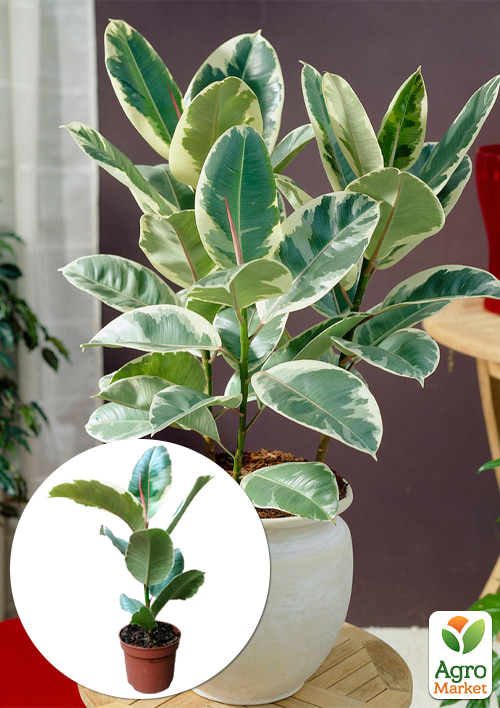 

LMTD Фикус Эластика Tineke (высота 35-45см)