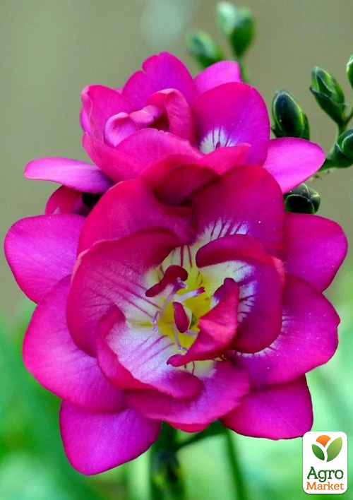 

Фрезія махрова Pink 5шт в упаковці