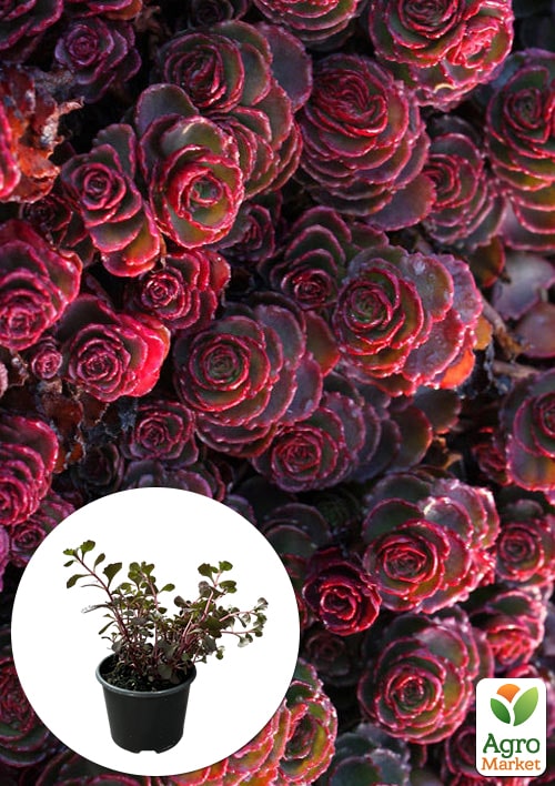 

Очиток ложный Кровь Драконов (Sedum spurium Dragons Blood)