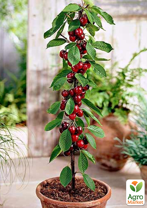 

Вишня колоноподібна Люсі (великоплідний сорт, середній термін дозрівання)