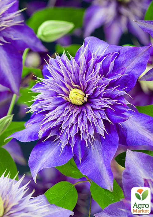 

Клематис Multi Blue