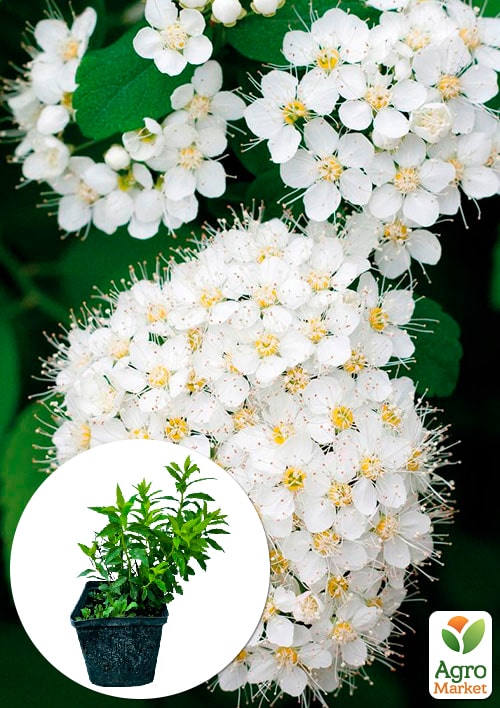

Спирея японская 2-х летняя Albifloraвазон С2, высота 20-40см