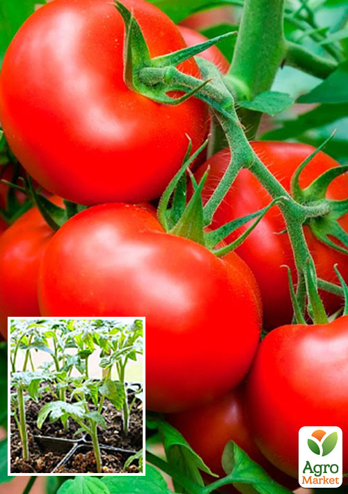 

Рассада Томат «Баллада» (фермерское взращивание), 1шт в упаковке