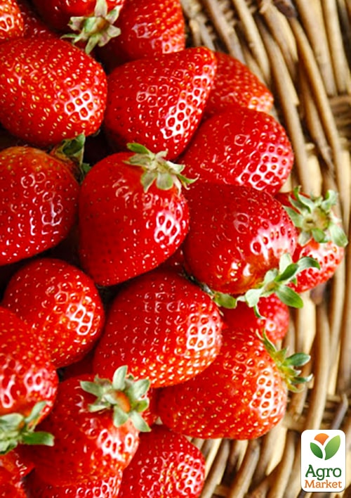 

Ексклюзив! Полуниця яскраво-червона Факел (Torch) (преміальний високоврожайний сорт, раннього терміну дозрівання)