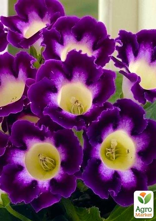 

Глоксиния Hollywood 1шт в упаковке