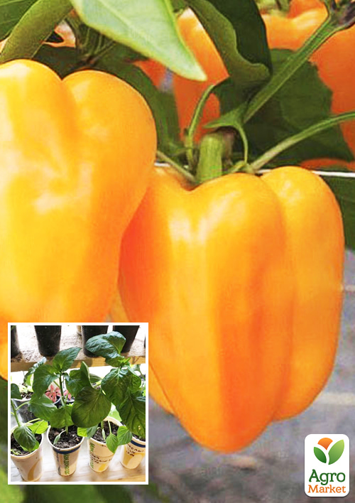 Рассада Перец сладкий «Оранжевый Бык» (фермерское взращивание), 1шт в упаковке