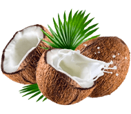 Саджанці кокосу
